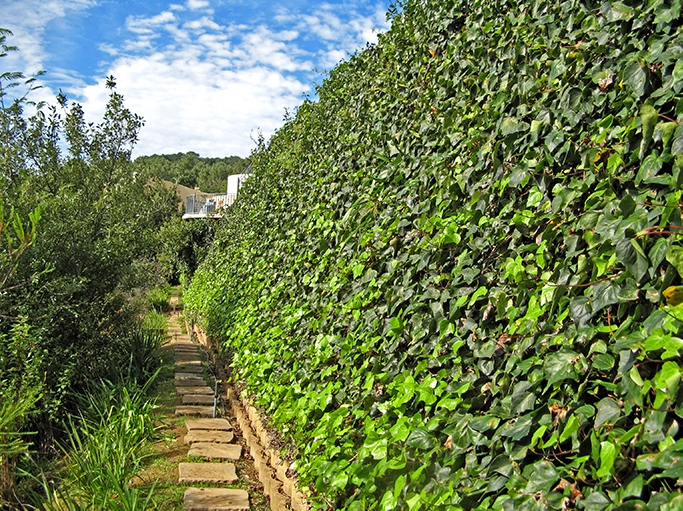 vegetation covers the retaining wall at Bishops Court Cape Town