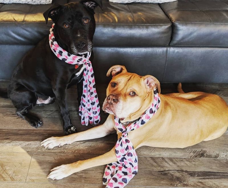 Designed for pet stains and spills at home