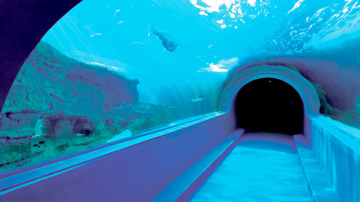 two oceans aquarium tunnel